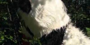 PANDA FUCK - Little Red Riding Hood fucking with Panda in the wood (Ali Darling)