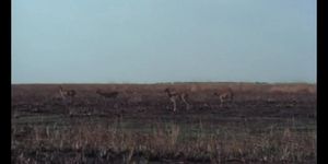 Sex Safari (France 1976) (Isis Taylor)