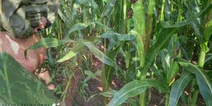 public raincoat sex in a cornfield - projectsexdiary