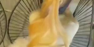 Quem é essa Cavala ? 2