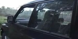 lets go dogging