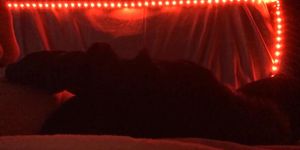 self hogtie and tape gag