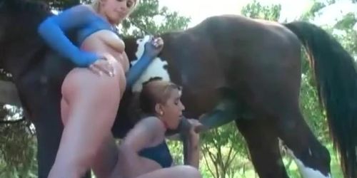 MEU ANIMAL DE ESTIMAÇÃO 3