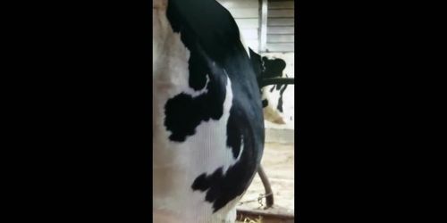 Cow Vore Edit