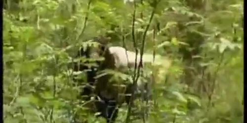 Captured in the forest