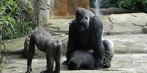 Gorilla Dick Porn Animated - gorilla' Search - TNAFLIX.COM