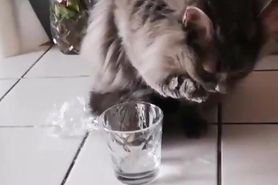 un chat qui boit