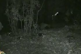 Petite Girl Pissing In The Woods Caught On Voyeur Nightcam