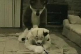 Naughty puppy gets a treat