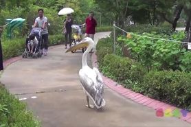 Pimp pelican
