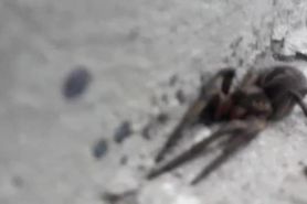 Araña grande con grandes patas en el patio de cemento