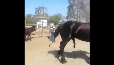 Horse sex pic