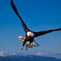 GoldenDeagle